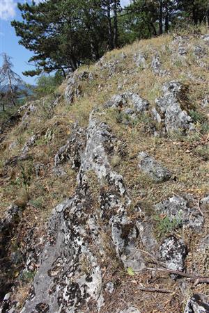 Záber na monitorovaný biotop. 