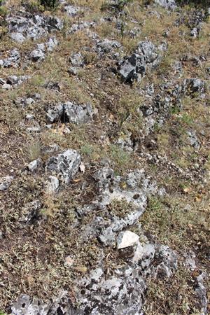 Záber na monitorovaný biotop. 