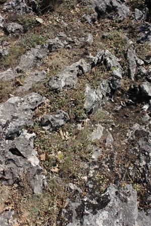 Záber na monitorovaný biotop. 