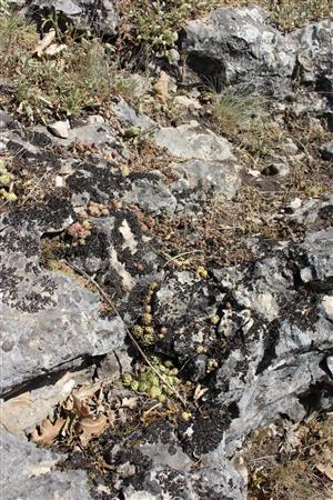 Záber na monitorovaný biotop. 