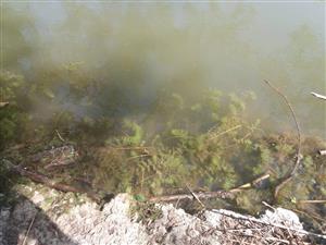 Myriophyllum spicatum 