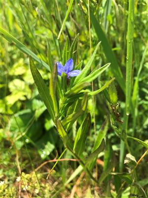 Lithospermum purpurocaeruleum