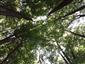 Lipovo-javorové sutinové lesy (21.7.2022)