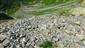 Karbonátové skalné sutiny alpínskeho až montánneho stupňa (23.7.2022)