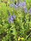 Veronica teucrium