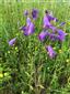 Campanula sibirica divergentiformis