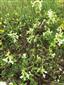 Stachys annua