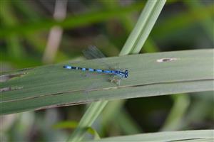 Samec Coenagrion ornatum, TML Balog n/I.