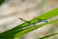 Tandem šidielka Coenagrion ornatum na TML Chrastince.