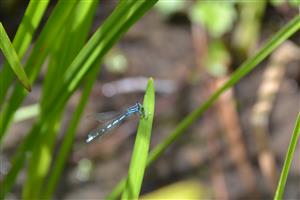 Samček šidielka Coenagrion ornatum.
