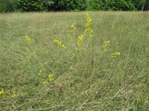 Detail spoločenstva 