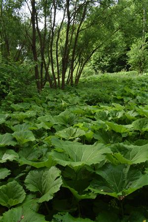 Pohľad na porasty Petasites hybridus