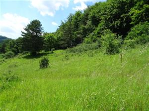 negatívne javy - zarastanie krovinami