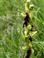 Suchomilné travinnobylinné a krovinové porasty na vápnitom podloží (*dôležité stanovištia Orchideaceae) (14.6.2022)