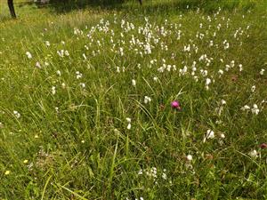 Detailnejší záber na rastlinné spoločenstvo.