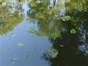 Neprosperujúce listy Nuphar lutea. 