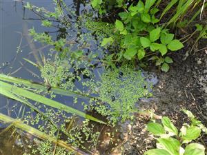 Porasty Lemna minor a Spirodela polyrhiza pri brehových okrajoch vodnej plochy.