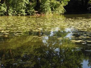 Jediný kompaktnejší porast Nuphar lutea v západnom okraji ramena.