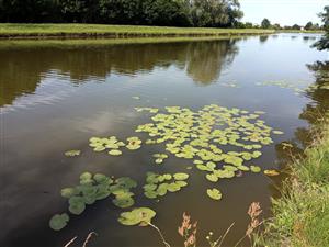Južná časť ramena s okrajovými porastmi Nuphar lueta.
