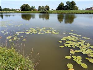 Severná časť ramena s okrajovými porastmi Nuphar lueta.