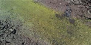 Lemna minor a L. trisulca v jedinej vodnej ploche na lokalite.