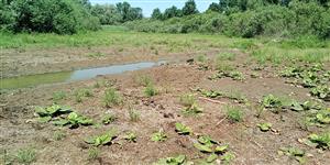 Pohľad na lokalitu z juhu na sever s výhľadom na jediný výskyt Nuphar lutea.