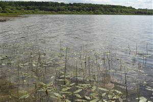Celkový pohľad na lokalitu s porastmi druhov Persicaria amphibia f. natans a Potamogeton gramineus