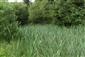 Pohľad na južnú časť lokality s dominanciou druhov Equisetum fluviatile a Typha latifolia (Phragmition communis)