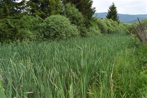 Pohľad na severnú časť lokality s dominanciou druhu Typha latifolia (Phragmition communis)
