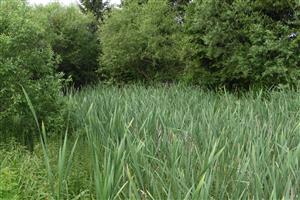 Pohľad na južnú časť lokality s dominanciou druhov Equisetum fluviatile a Typha latifolia (Phragmition communis)