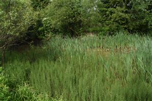 Fragment porastov cieľového biotopu (3150) uprostred porastov Typha latifolia a Equisetum fluviatile