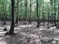 Eurosibírske dubové lesy na spraši a piesku (25.7.2022)