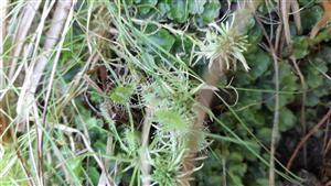 Drosera rotundifolia- cca 50 jedincov vo zarastajúcich porastoch so Sphagnum sp. Pellia sp..