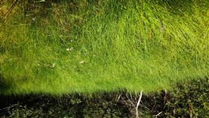 Interiér porastu s Eriophorum angustifolium a expanzívnou Molinia caerulea.