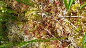 Na ploche TML stovky kvitnúcich jedincov Drosera rotundifolia.