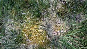 Na časti TML vysychajú porasty Sphagnum sp.