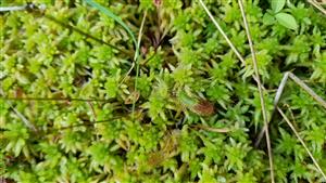Populácia Drosera rotundifolia s cca 30 kvitnúcimi jedincami.