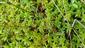 Populácia Drosera rotundifolia s cca 30 kvitnúcimi jedincami.