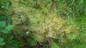 Preschýnajúce vankúše Sphagnum sp.