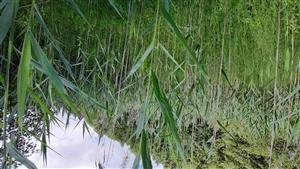 Zarastanie rašeliniska Phragmites australis na hornom okraji.