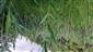 Zarastanie rašeliniska Phragmites australis na hornom okraji.