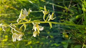 Epipactis palustris- forma sfarbenia  prítomná na lokalite.
