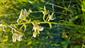 Epipactis palustris- forma sfarbenia  prítomná na lokalite.
