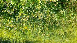 Salix aurita - bez kosenia by zarástla cca 25 % plochy.