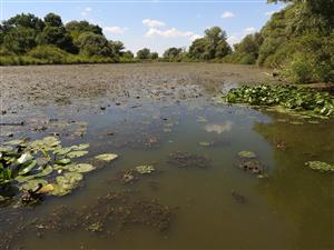 Makrofytná vodná vegetácia s prevahou Trapa natans a Ceratophyllum demersum v strednej časti monitorovanej lokality. 
