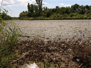 Hustá makrofytná vegetácia za nízkeho stavu vodnej hladiny.