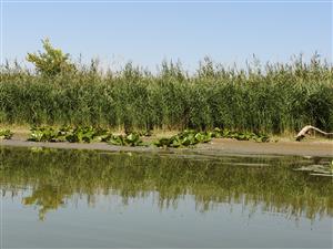 Nuphar lutea na obnaženom bahnovom substráte.