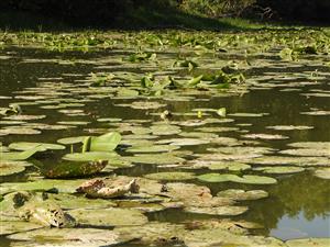 Súvislý porast Nuphar lutea na vodnej hladine v južnej časti lokality.