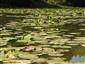 Súvislý porast Nuphar lutea na vodnej hladine v južnej časti lokality.