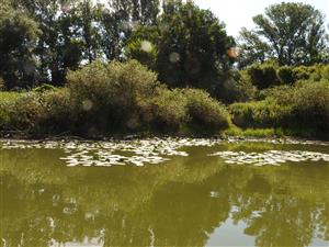 Porasty makrofytov na vodnej hladine v severnej časti lokality.